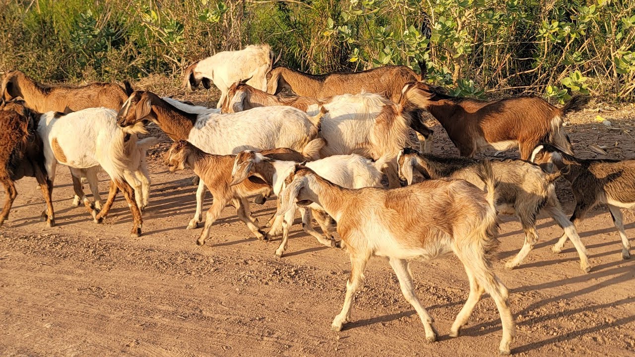 ពពែសុីស្មៅមិនរើសទេស្រួលចិញ្ជឹម