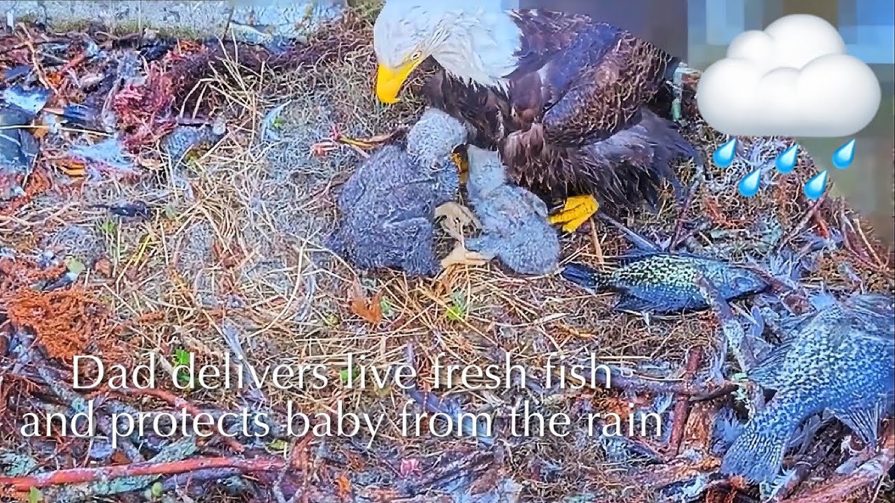 #84🦅🐥17°🐥12°／Winter Park Eagle Nest 2026／Against All Odds:One-Eyed Mom／by Winter Park Eagle Cam