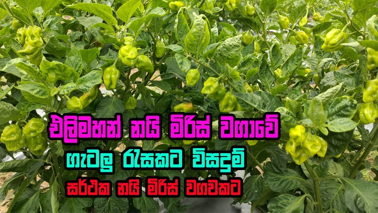 එළිමහන් නයිමිරිස් වගාවේ ගැටලු සඳහා විසඳුම් | Nai miris wagawa | Nai kochchi wagawa | Scotch Bonnet