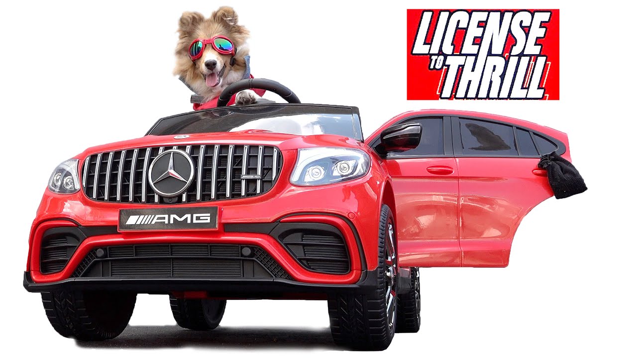 Our Dog gets a NEW CAR!  And Learns to DRIVE 🚘 Cricket 