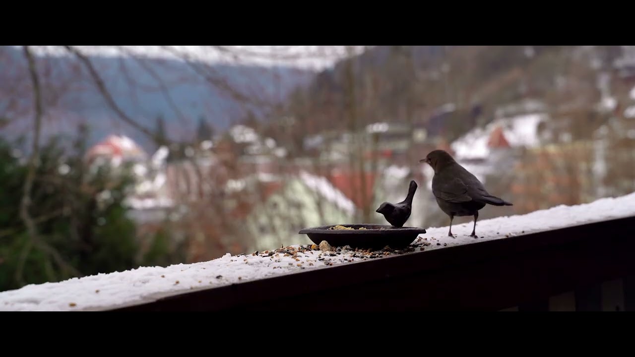 Little Birds in Winter