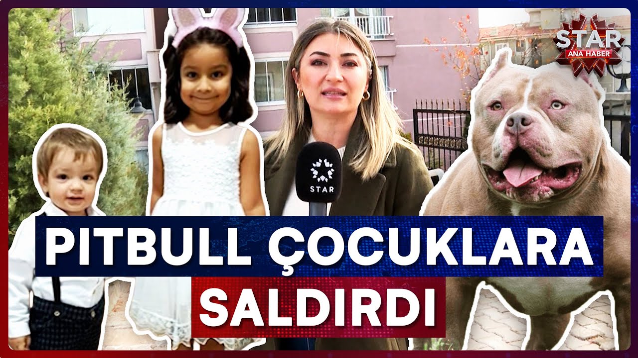 1,5 ve 5 Yaşındaki Çocuklar Pitbull Saldırısı Sonrasında Hastanelik Oldu | Star Ana Haber
