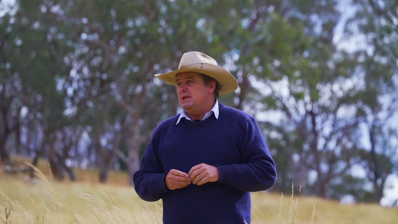 Using Maremma Dogs to protect Sheep Flocks