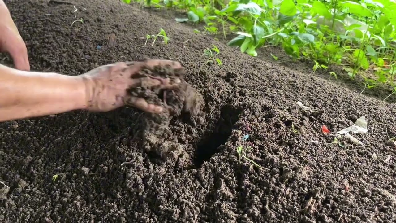 蚯蚓养殖：怎样提升产量，做好这几点，蚯蚓繁殖快，个头大又长