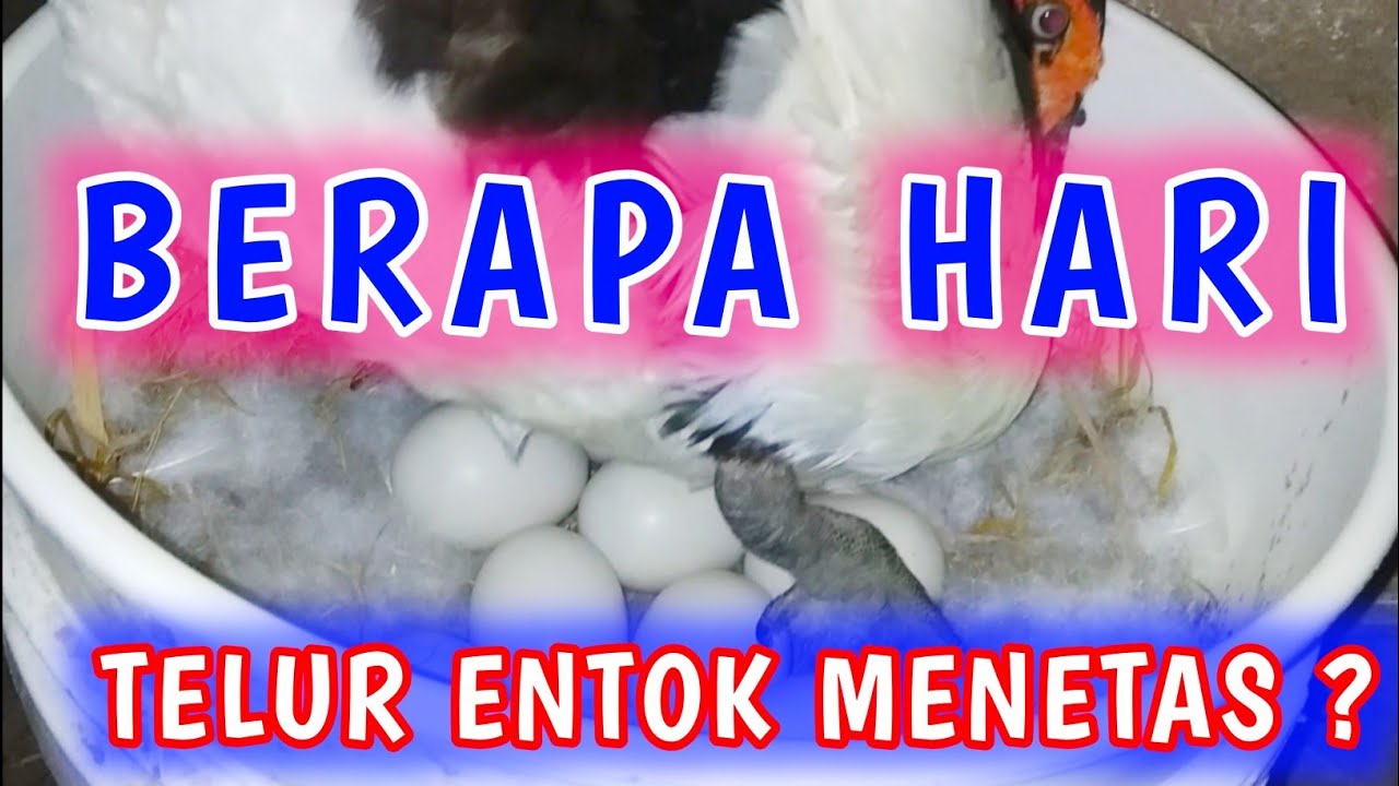 BERAPA HARI TELUR ENTOK MENETAS