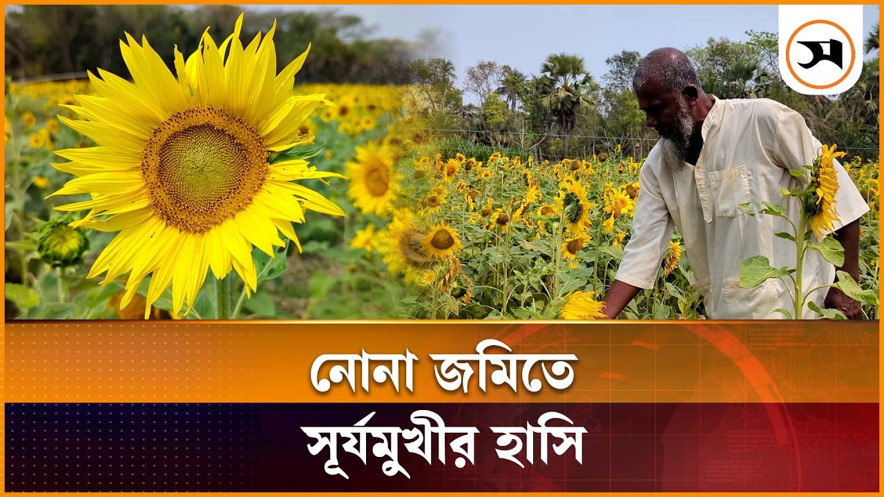 খুলনায় অর্থনীতির নতুন বিপ্লব, নোনা জমিতে সূর্যমুখীর হাসি | Khulna | Samakal News