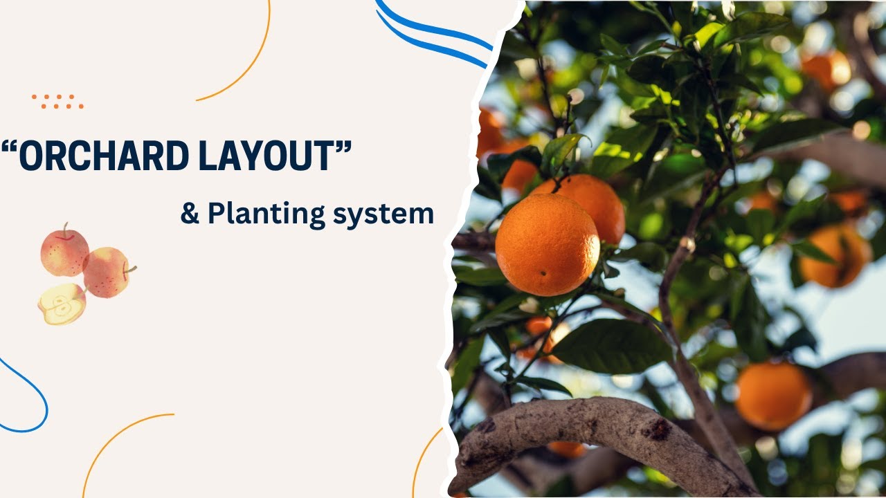 Orchard Layout & Planting System | Fundamentals of Horticulture Lecture
