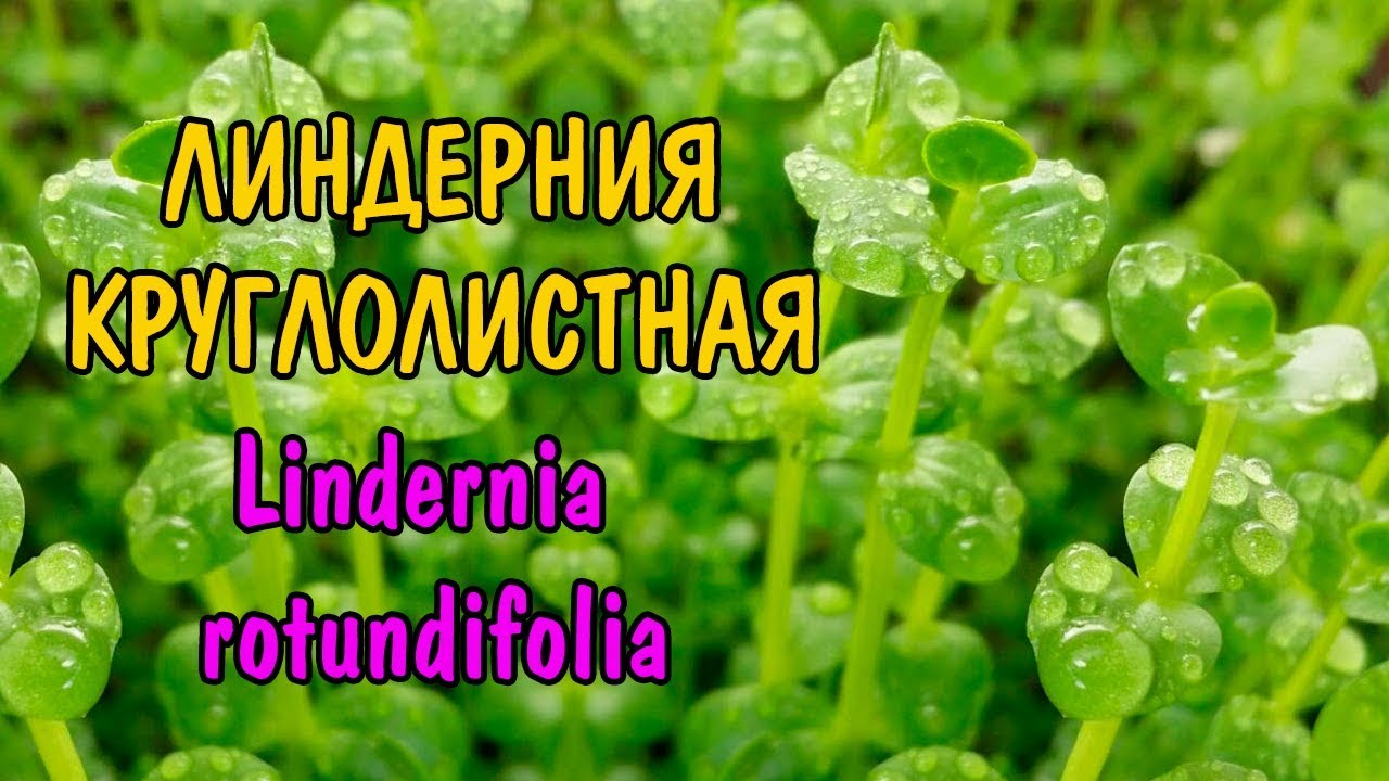ЛИНДЕРНИЯ КРУГЛОЛИСТНАЯ ( Lindernia  rotundifolia )