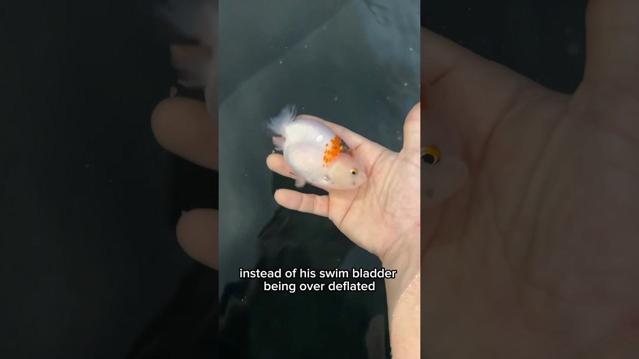 Mr. Chunky&rsquo;s swimbladder deflated