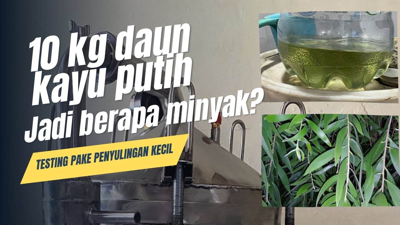 Menyuling minyak atsiri kayu putih menggunakan penyulingan kecil #minyakatsiri #minyakkayuputih