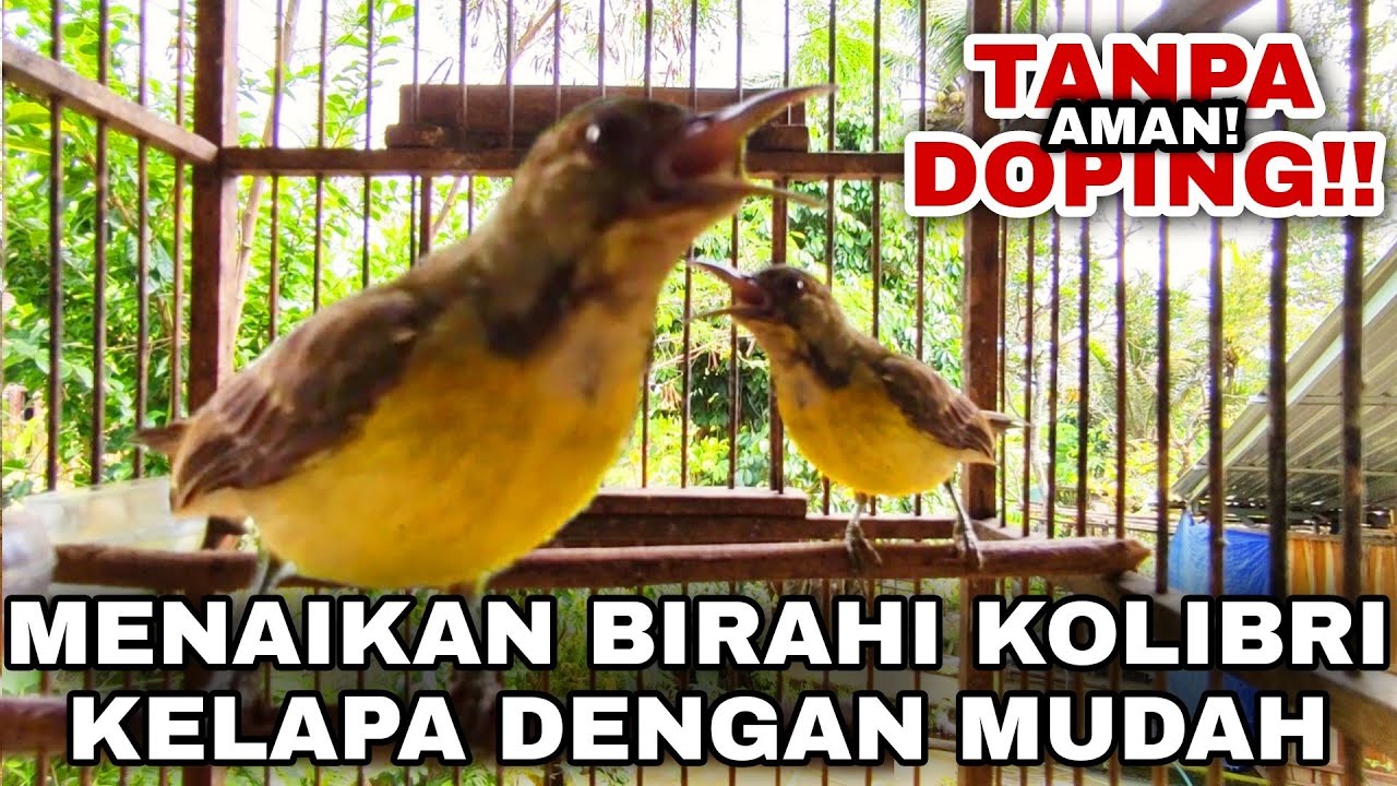 CARA CEPAT MENAIKAN BIRAHI BURUNG KOLIBRI KELAPA KORLAP