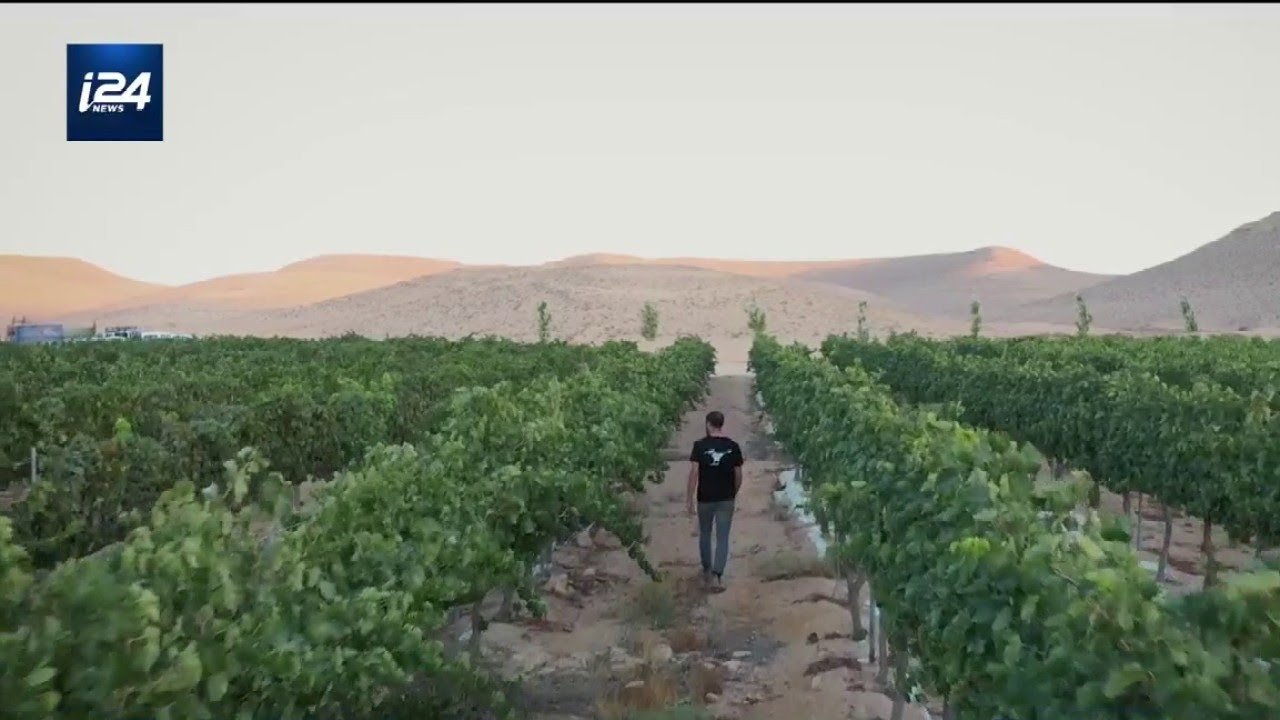 Israël 2.0 | Des vignes dans le désert du Néguev