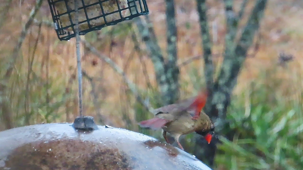 Isaiah 26 : 3 __  Bird Feeder In The Ice & Rain on January 25, 2026