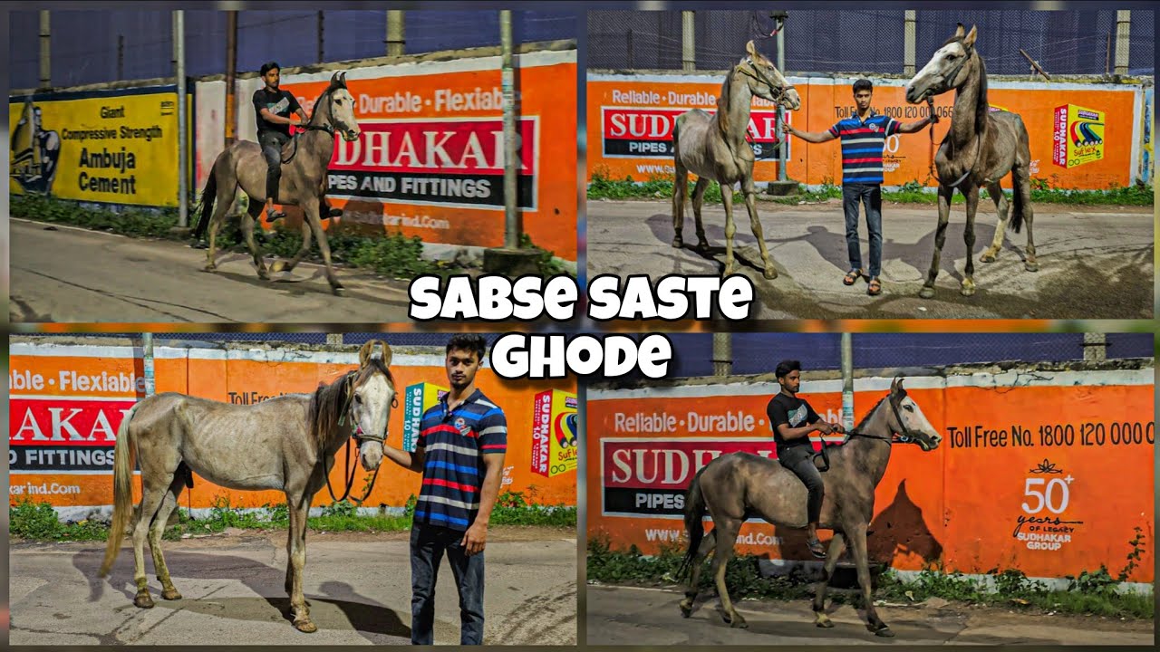 Saste ghode Marwari sindhi mix horses available | in Hyderabad at Malakpet | Sindhi marwadi ghode 