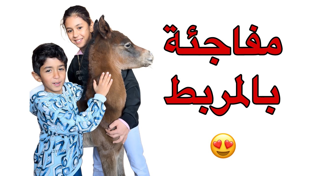 مفاجأة بالمربط جود وسعد 😍 😱 تتوقعون أيش ؟؟ #سعد #خيل #خياله #جود #horse #حصان #خيول #اكسبلور