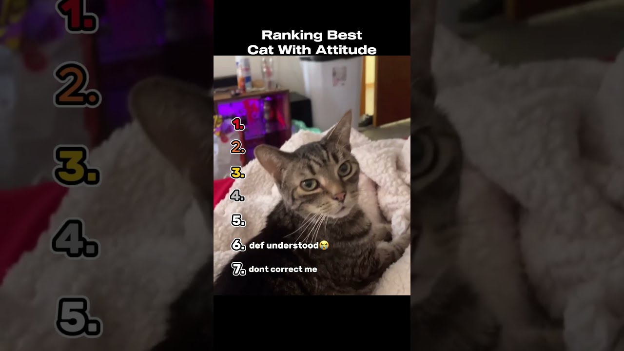 Ranking The Best Cats With Attitude