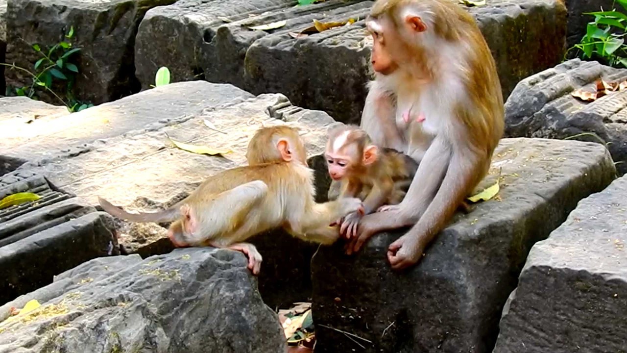 Gorgeous baby primate, Lucan Is Delighted to Play with His Sister