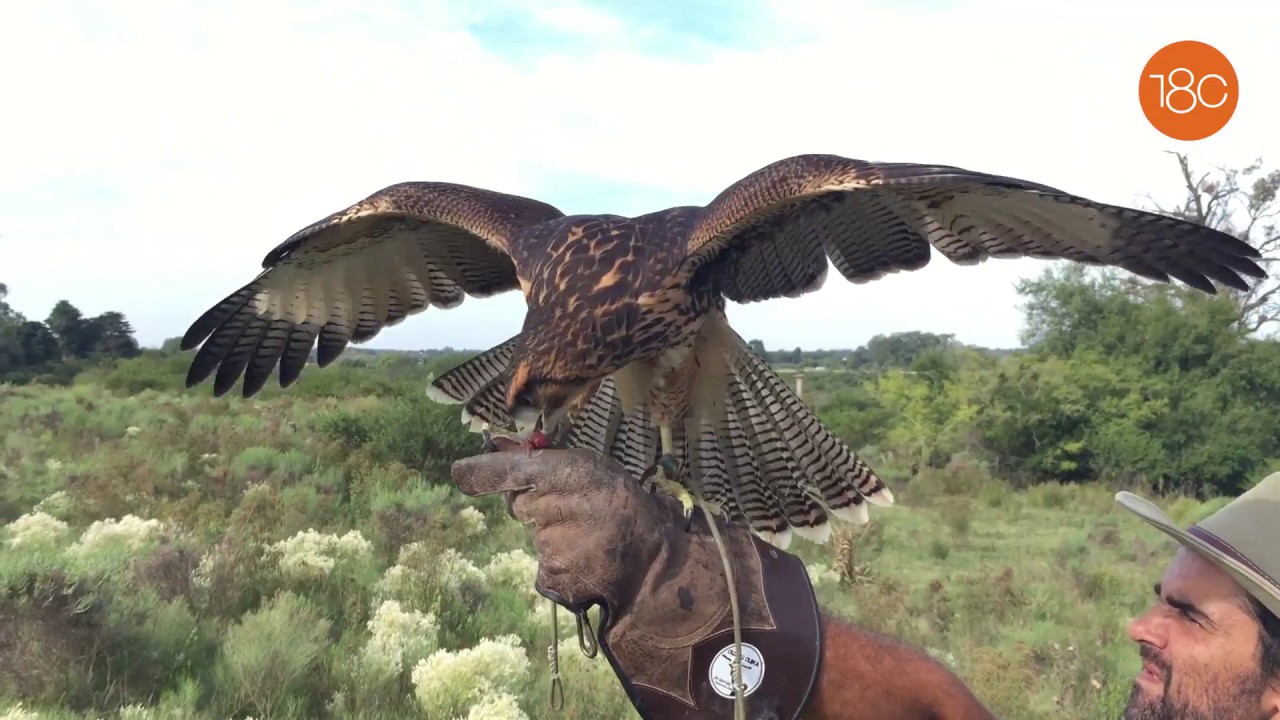 Cetrería didáctica para derribar miedo y mitos sobre aves rapaces