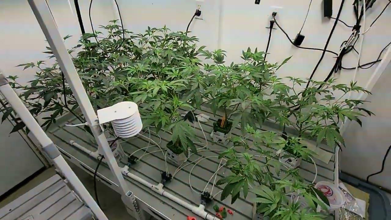 clones without rooting hormone?