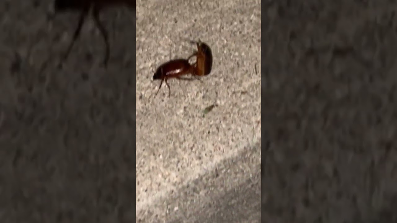 👀 #bug #wtf #bugs #roaches