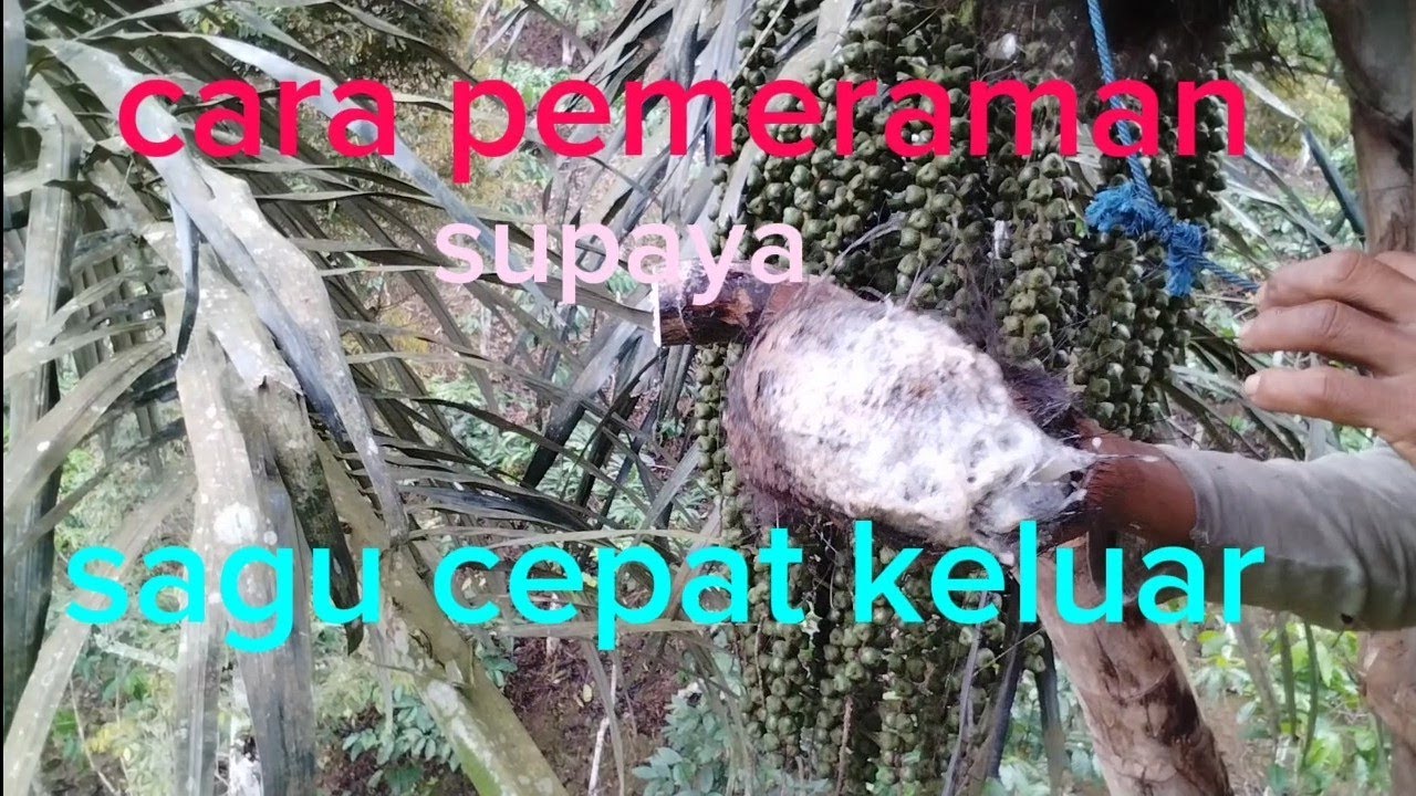 cara pemeraman agar sagu cepat keluar dan nira permanen