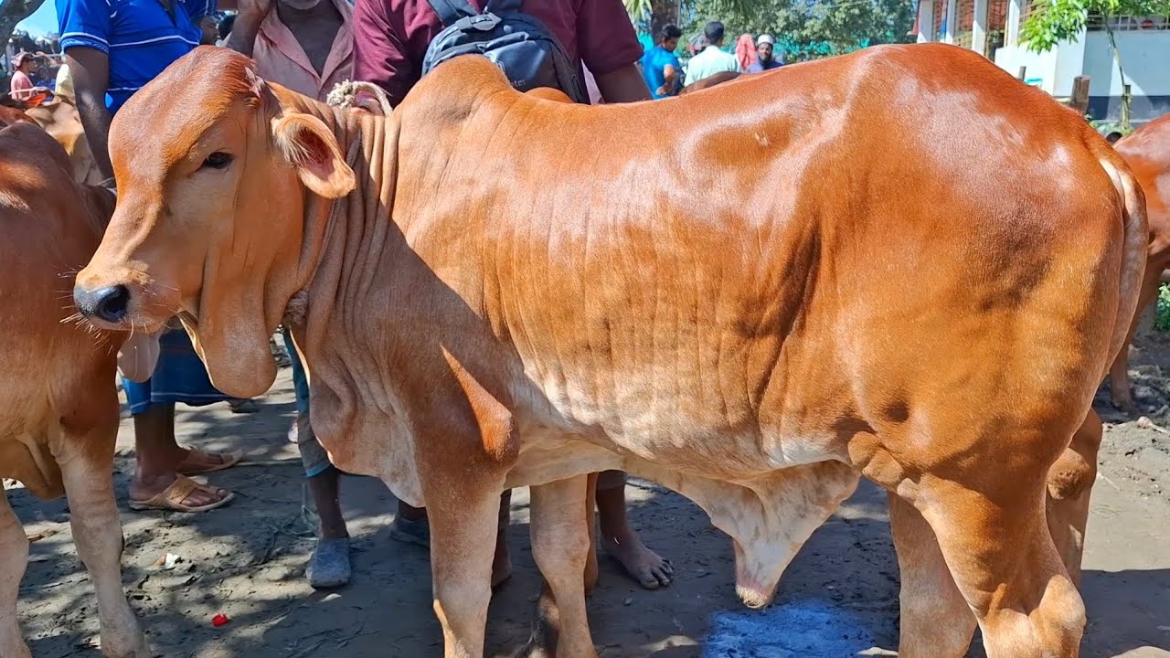 ১২ মার্চ 2026| খামার উপযোগী শাহীওয়াল ও ফ্লেগভী জাতের ষাঁড় বাছুর গরুর প্যাকেজ পাচবিবি থেকে