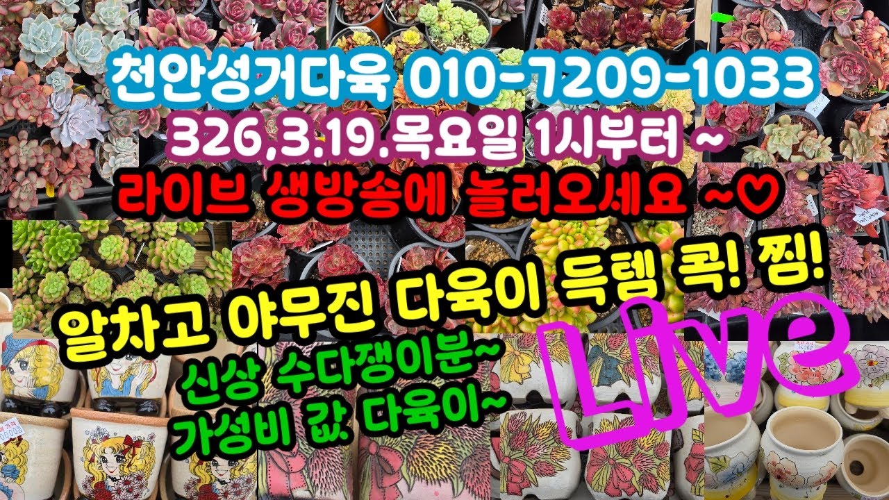 #다육이쇼핑 #천안성거다육010-7209-1033(26.3.19)신상 수다쟁이분 예쁜 다육이 착하게 득템!! ❤️  예쁘게 건강하게 함께 키워요 🌸🤗~