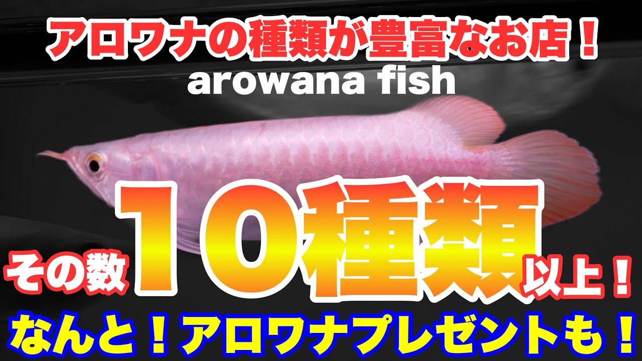 【ショップ訪問】アロワナプレゼント！こんなに沢山のブランド紅龍が見れるお店ある？　アクアリウム　熱帯魚　arowana fish