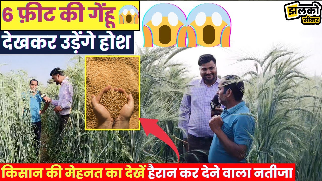 Sikar के किसान ने 6 साल की मेहनत से ऊगा डाली 6 फ़ीट की गेहूँ, देखकर उड़ेंगे होश ~ Jhalko Sikar