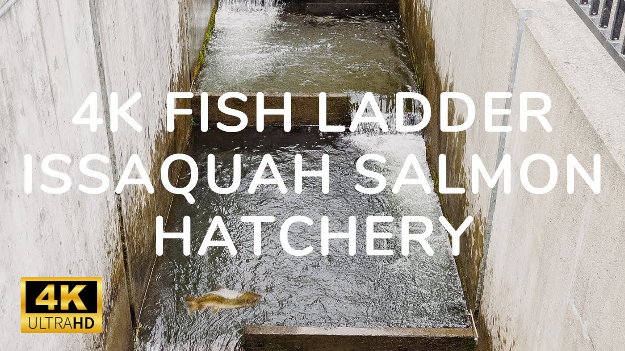 4K Fish Ladder at Issaquah Salmon Hatchery | Washington, USA