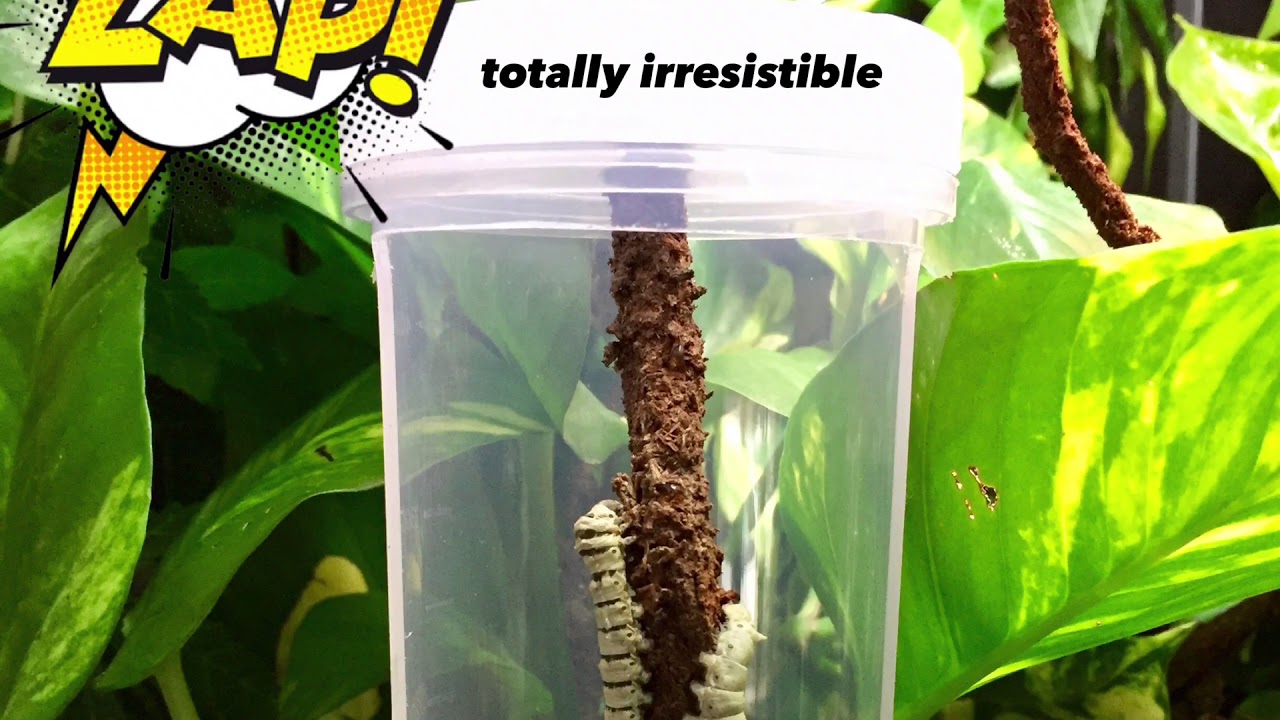 Chameleon Feeder Bug Cup