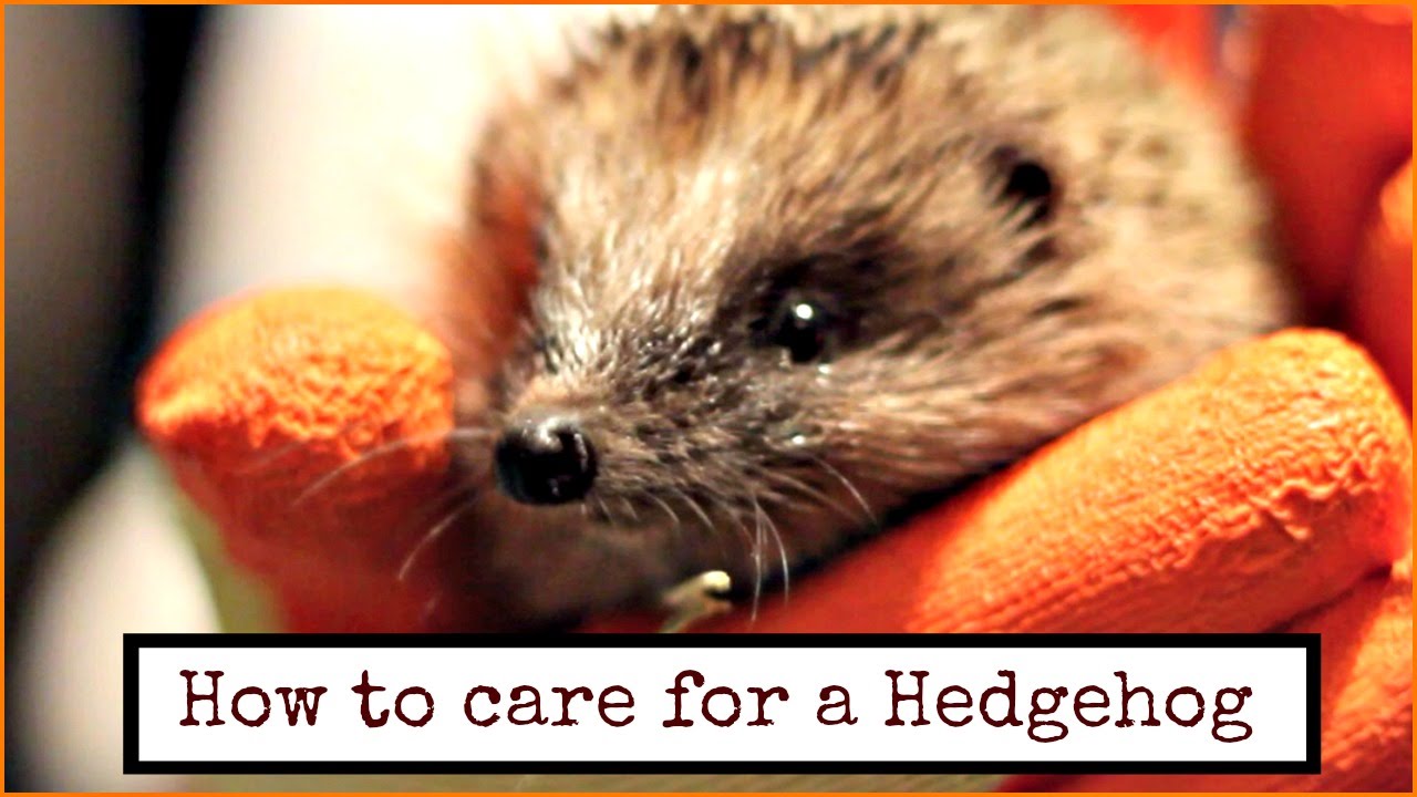 How to care for a Hedgehog - 