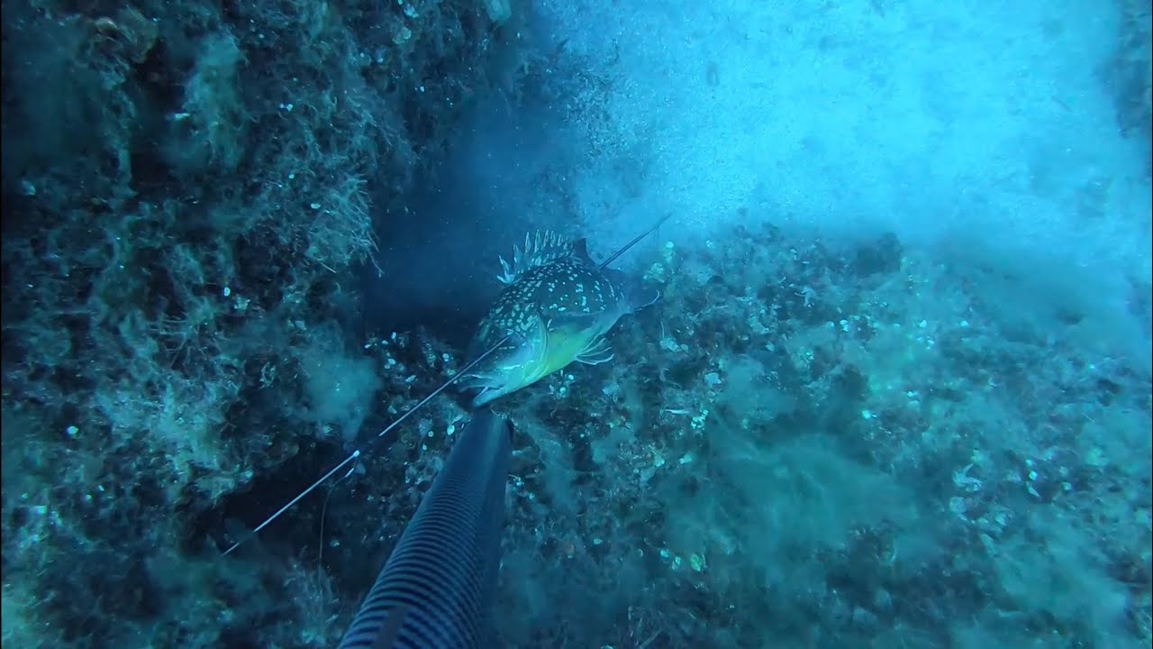 Pesca Sub - Cernioni e coppiola all'aspetto 🐟