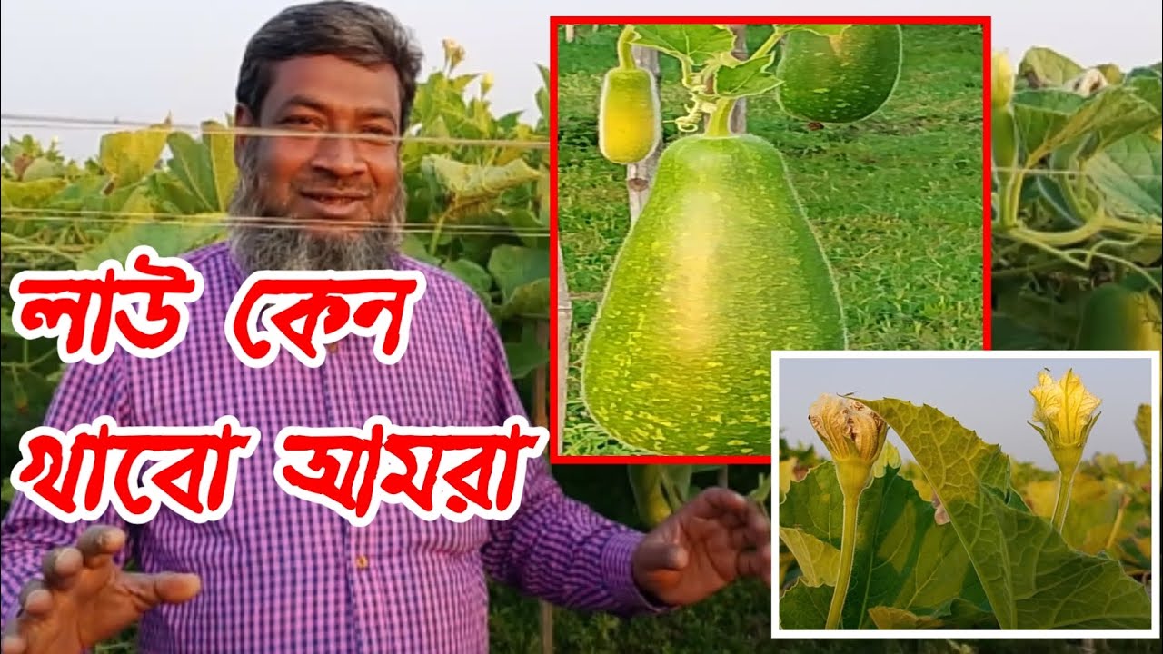 লাউ এর উপকারী | আমরা লাউ কেন খাবো | কোষ্ঠকাঠিন্য এবং ডায়াবেটিস এর কী কাজে আসে | আসুন ভিডিও থেকে জানি