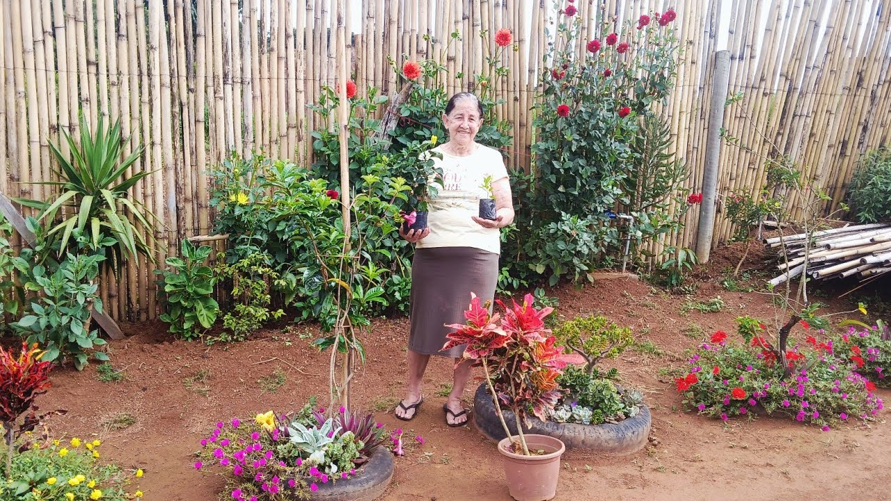Comprei  flores para o jardim da minha mãe ficar mais colorido . 