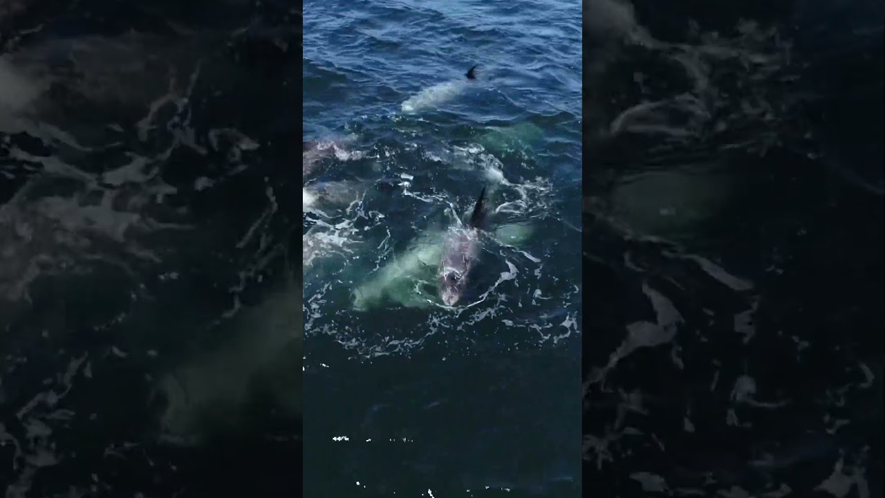 So many dolphins! #shorts #viral #wildlife #photography #fun #california