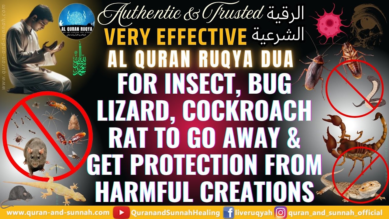 Ruqyah Dua for Insect, Bug, Lizard, Cockroach Rat to Go Away & Get Protection From Harmful Creations