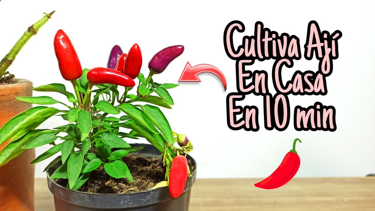 Como Cultivar Aj&iacute; En Casa R&aacute;pido Y FACIL