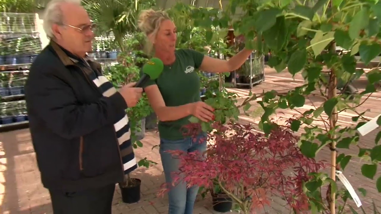 Aanpaote afl 93: Lang Plezier Van Hortensia's