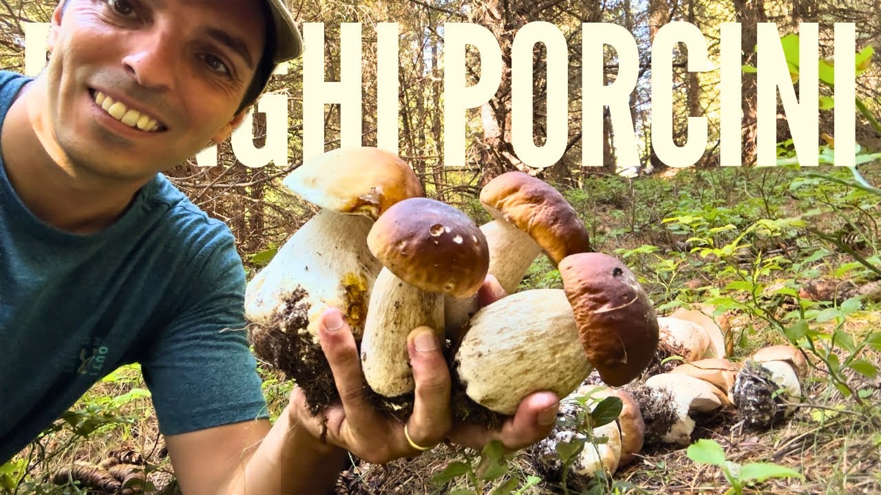 БЕЛЫЕ ГРИБЫ - Boletus edulis из Южного Тироля, В КОНЦЕ ВИДЕО Я РАСКРЫВАЮ МЕСТО НАХОЖДЕНИЯ!