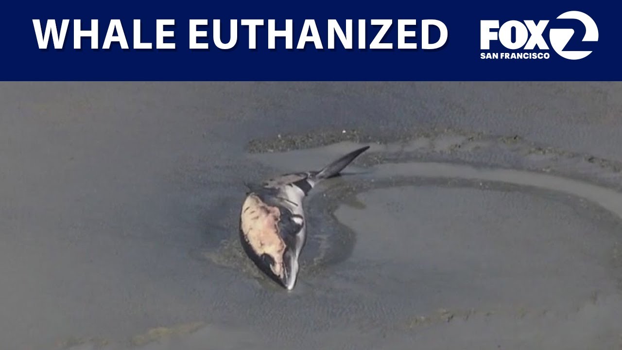 Decision made to euthanize whale seen at Emeryville Marina | KTVU