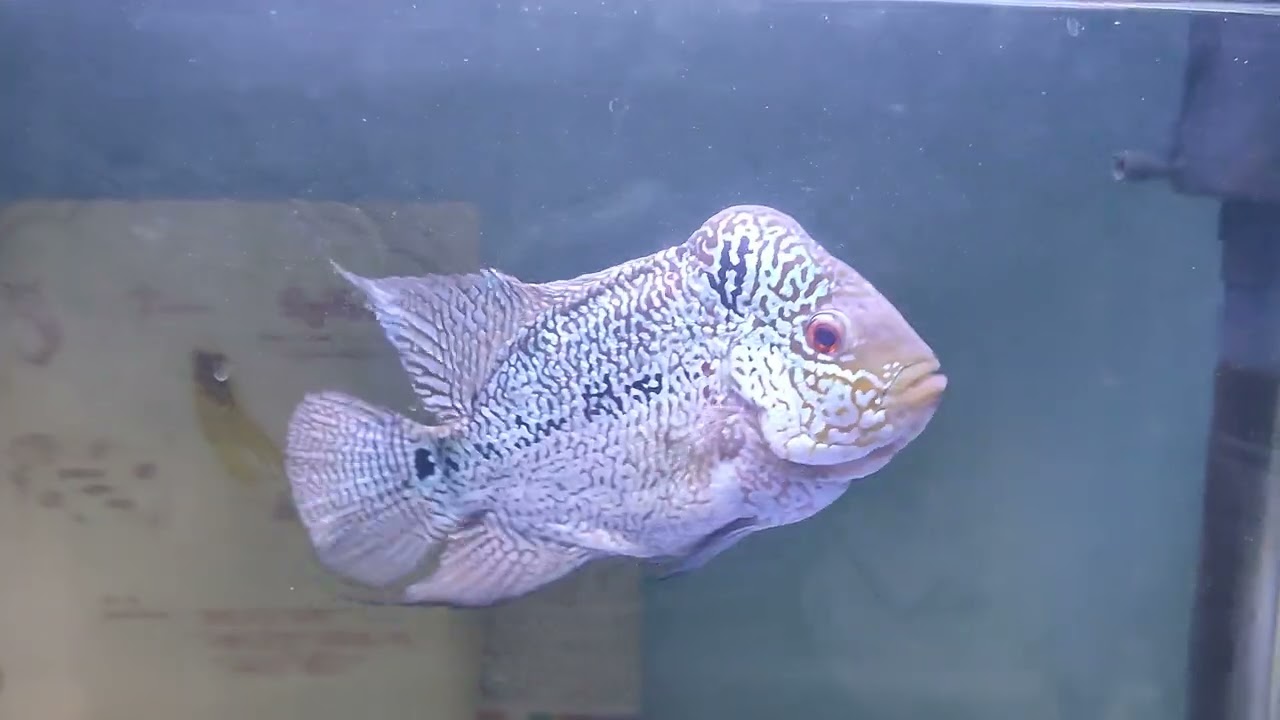 KML Male  Flower horn Fish