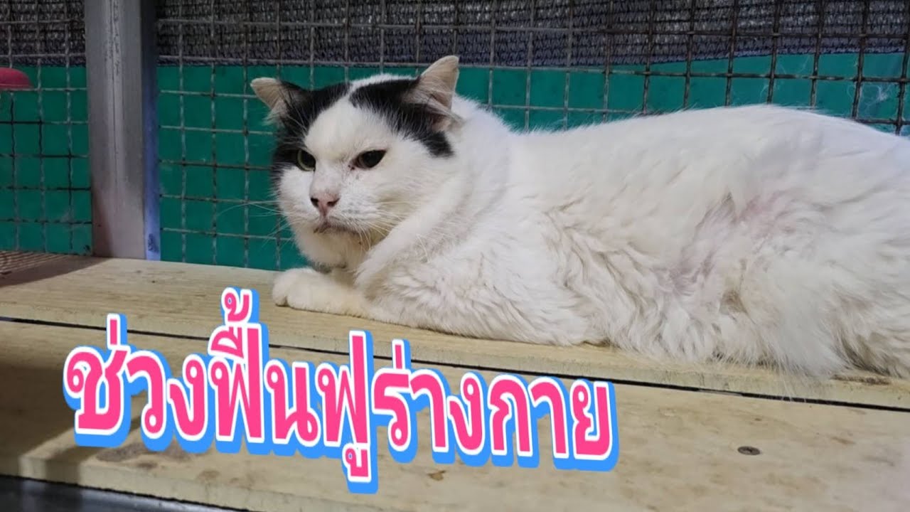 ช่วงฟื้นฟูร่างกาย22.ก.พ.69@stray_cats 