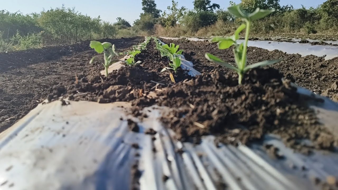 Watermelon Farming Day 5 🍉 | पाइप फूट गया! Repair किया और कल देंगे Jaggery + Ecoderma Mix