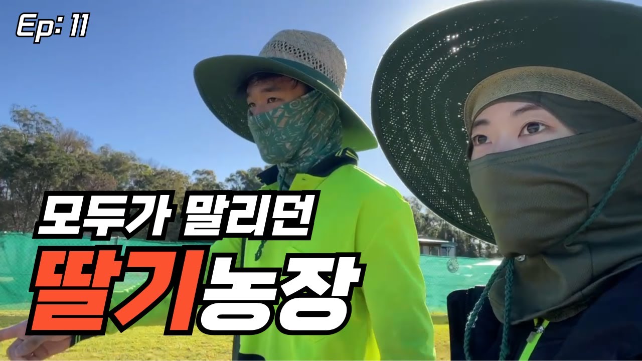 🇦🇺 모두가 말리던 농장에 가다 | 워홀 딸기 농장 찐후기🍓 | 로드트립 | 헤일리의 투자일기 | 워홀 11화