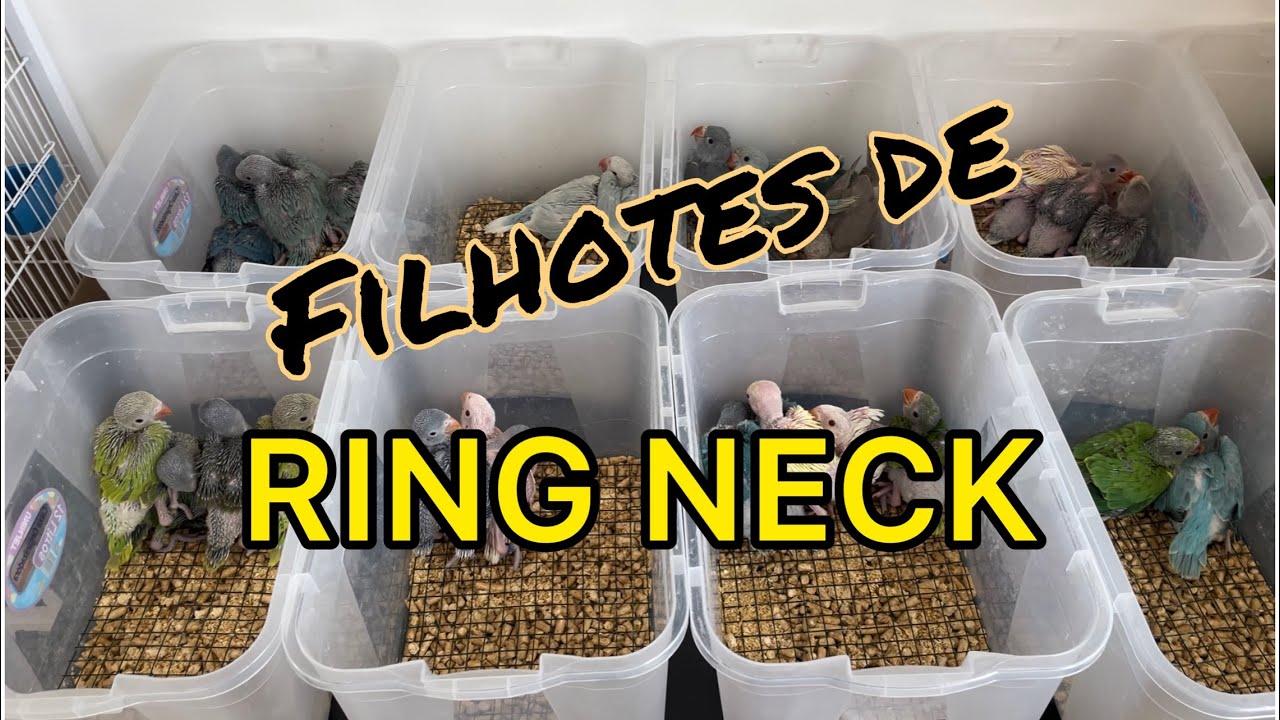 Filhotes de RING NECK da temporada 2023 aqui do CRIADOURO GOIÁS!