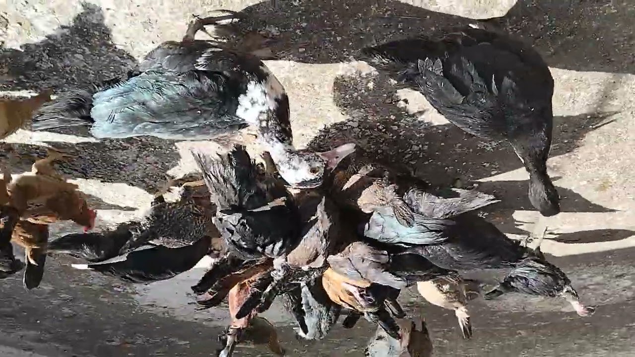لا حول ولا قوه الا بالله في الفيديو ده