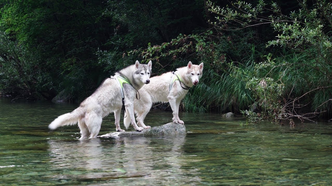 계곡에 놀러간 허스키 가족들!!! | With my Husky. I went to play in valley.