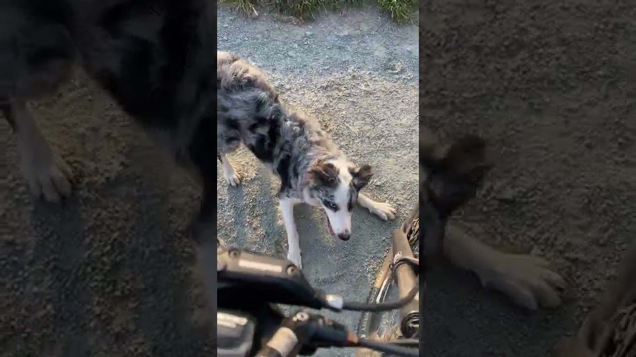 Luna the Blue Merle Border Collie in the Forest