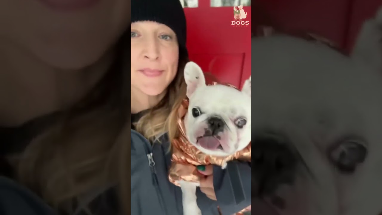 After seeing this video, my dad wants a dog   Funny dogs Compilation